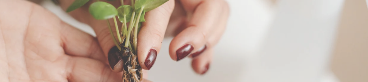 Woman holding a house plant showing its roots, symbolising grounding and stability in trauma therapy