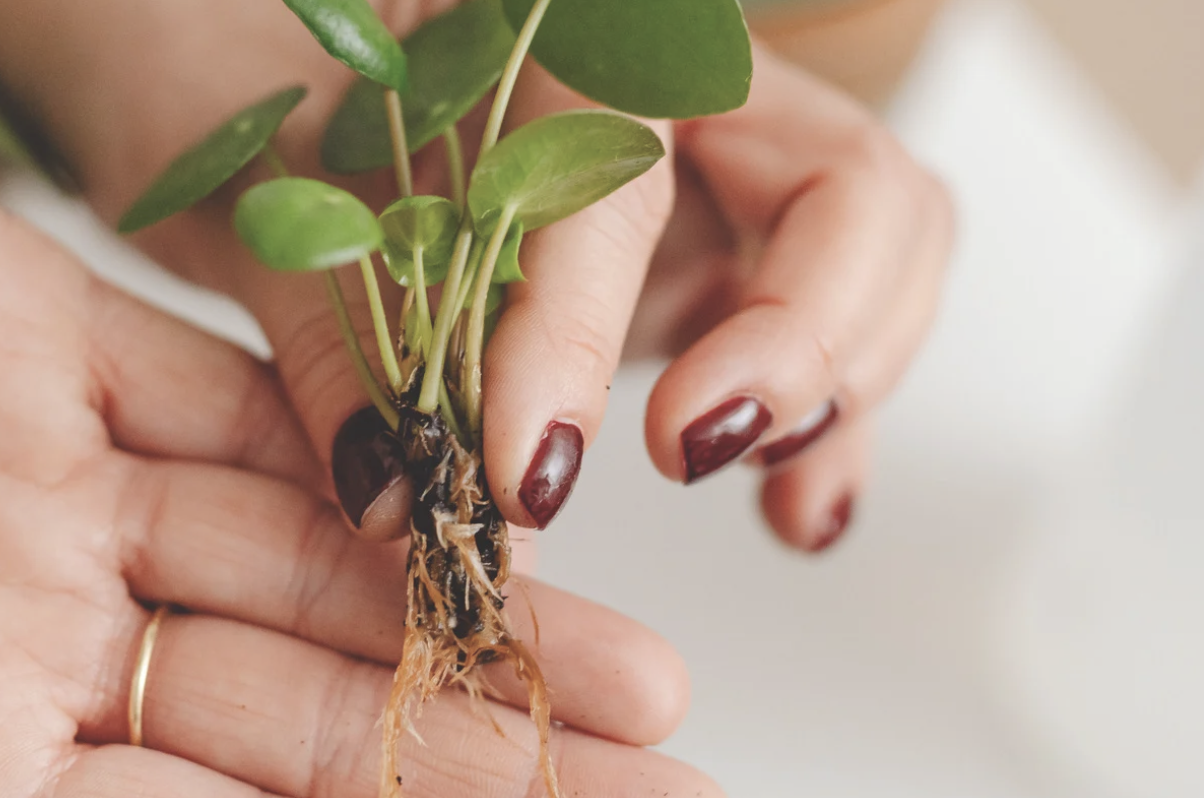 Close-up of a woman holding a house plant showing roots, representing personal growth and foundational therapy
