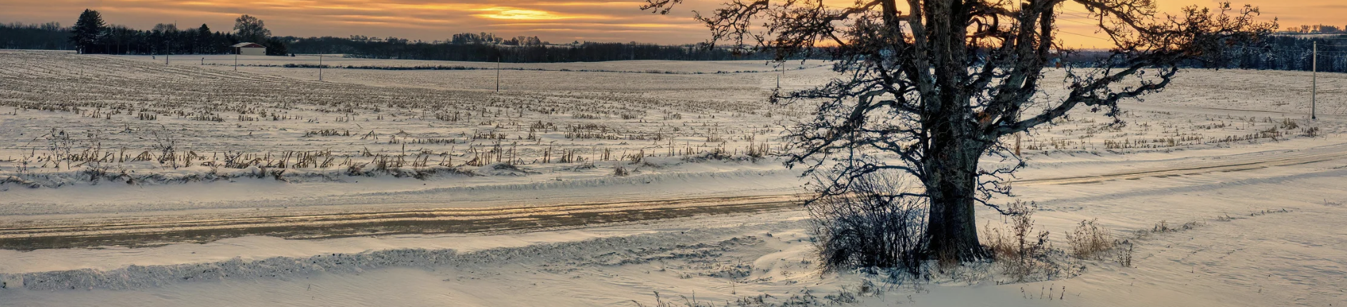 Banner image of a bare tree in a winter Surrey field, representing reflection, introspection, and the subdued mood of Blue Monday.
