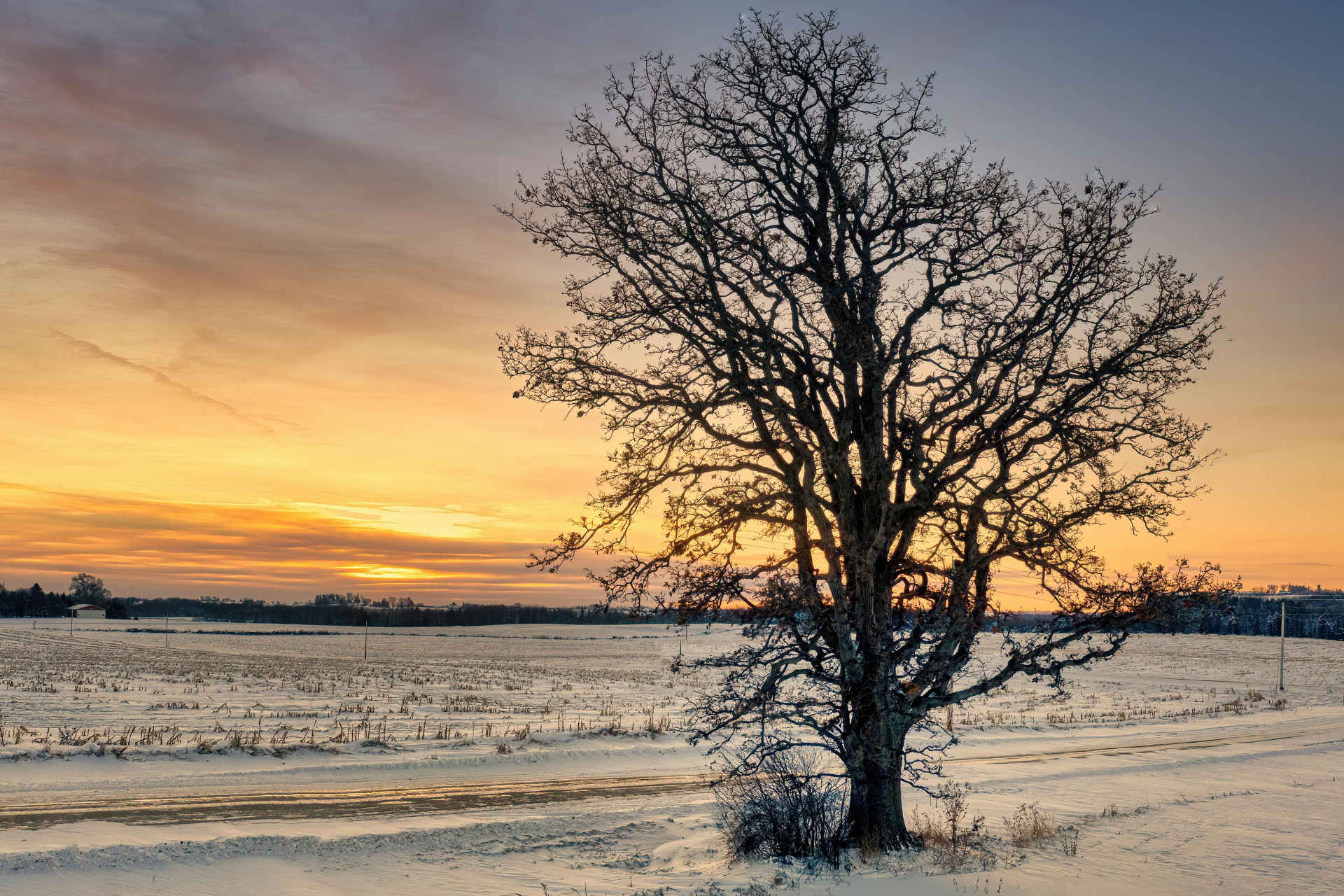 A bare tree in a winter Surrey field, representing the reflective and subdued mood often felt on Blue Monday in January.