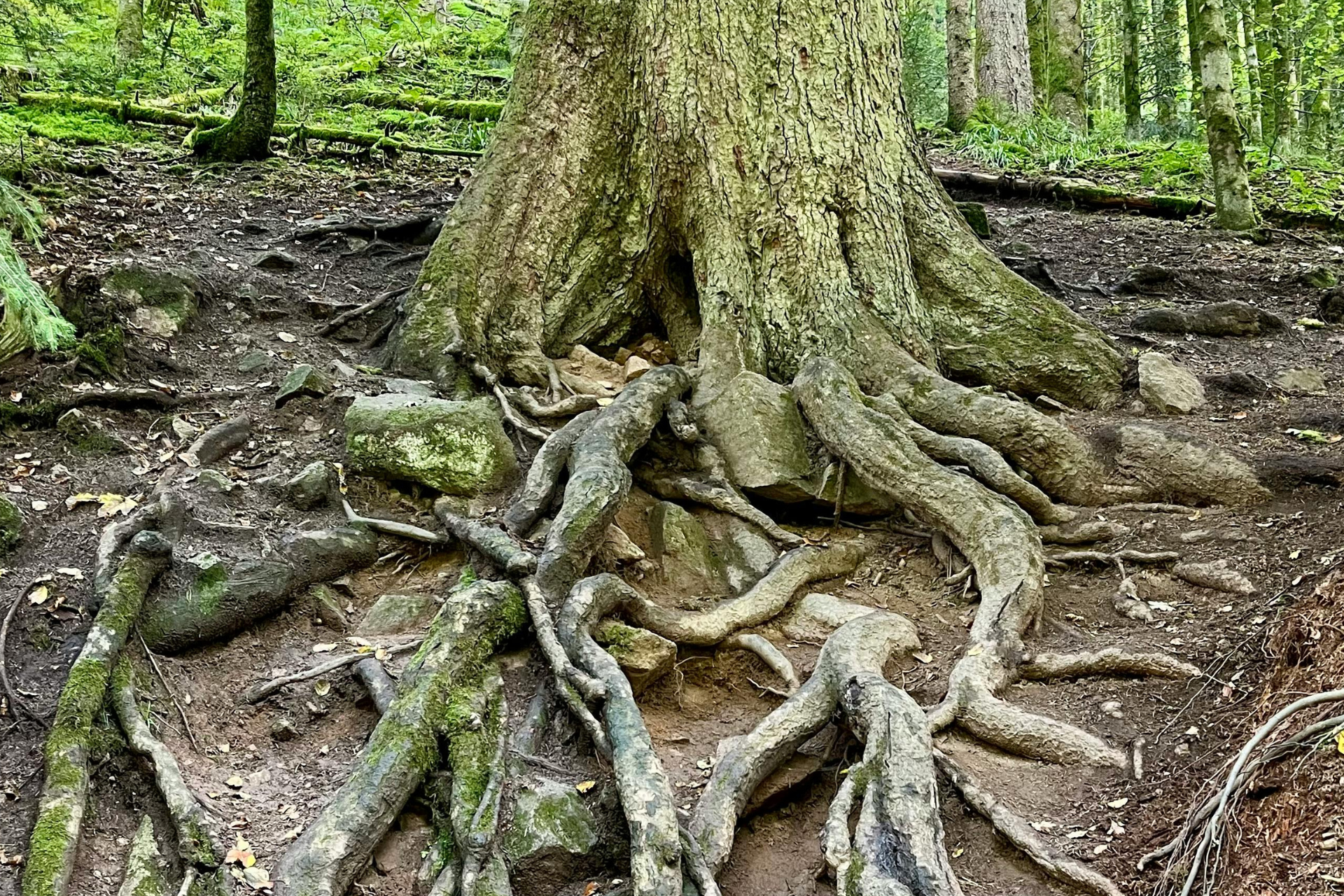 Tree roots symbolising the foundation of nervous system regulation and emotional stability in therapy and self-healing